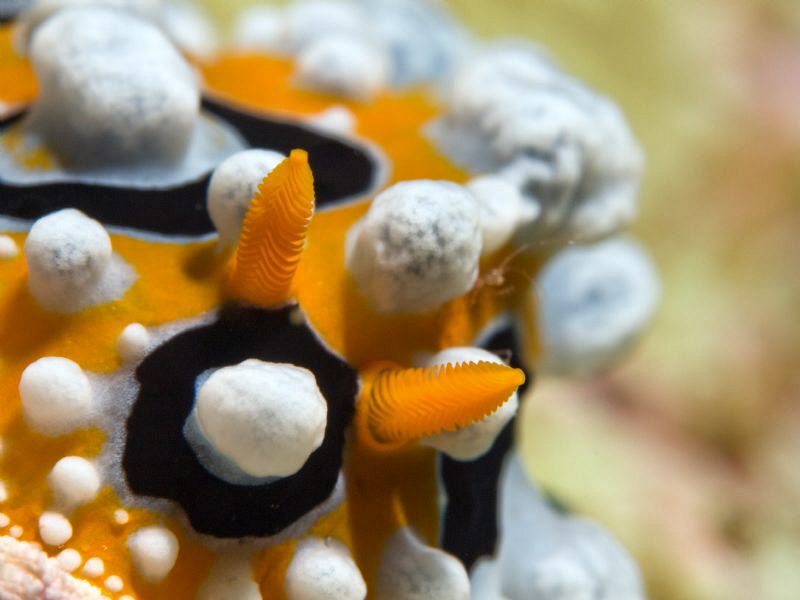 Phyllidia ocellata (caprella sp. in background)
[45 marc... by Alex Varani 