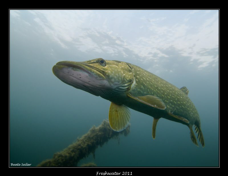 Northern pike by Beate Seiler 