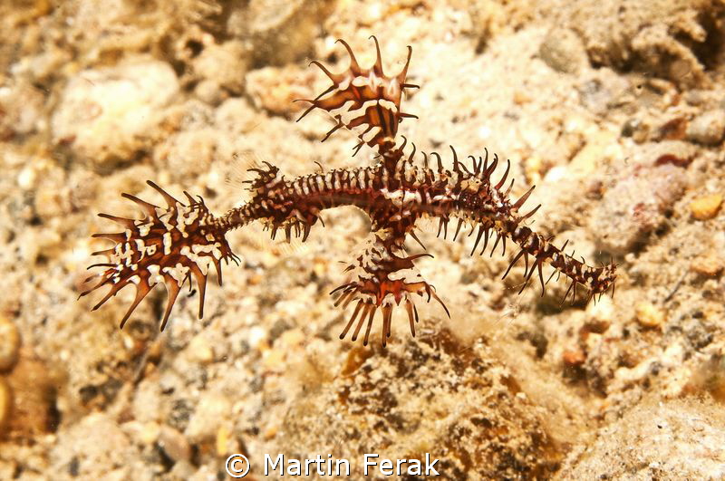Probably a pot smoker designed this tiny fish. Nature is ... by Martin Ferak 