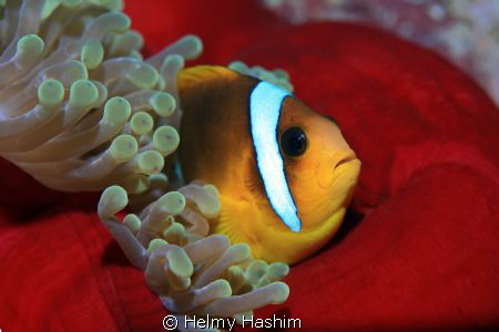 nemo s home ! by Helmy Hashim 