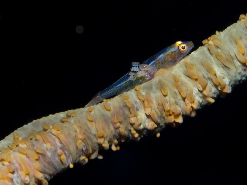 Sick goby with parasite by Alex Varani 