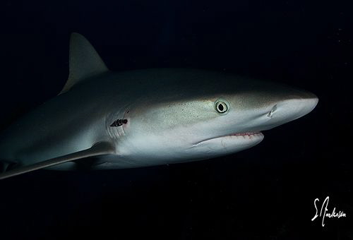 Lots of action continues at dusk while diving at Ginormou... by Steven Anderson 