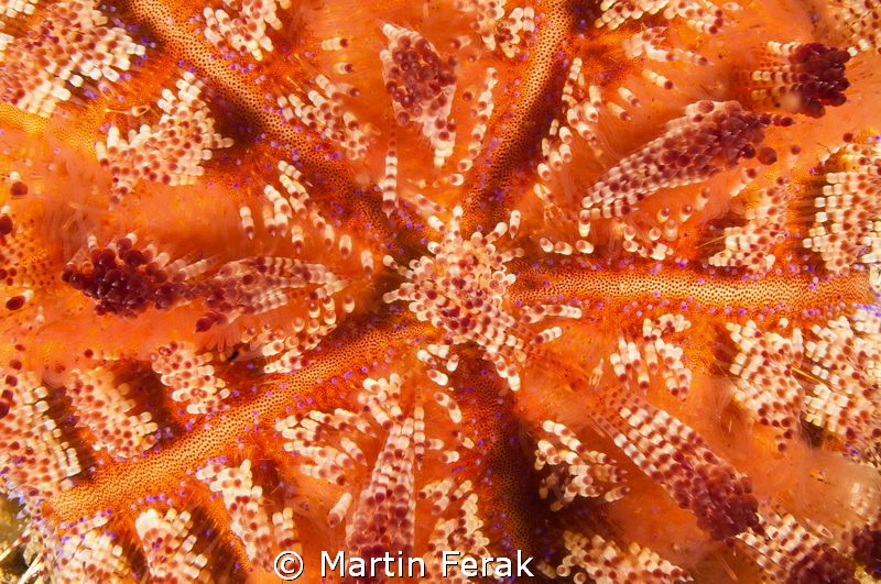 Warm colors from warm waters of Indonesia by Martin Ferak 
