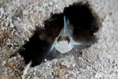 Hiding... by Nadya Kulagina 