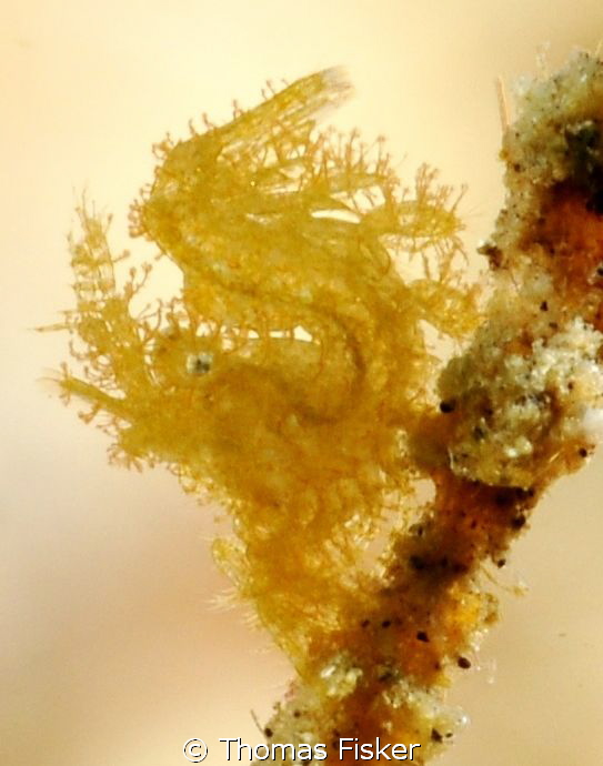 Yellow Algae Shrimp. Size: 3 mm. by Thomas Fisker 