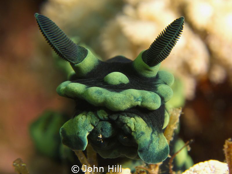 Nembrotha :)
 by John Hill 