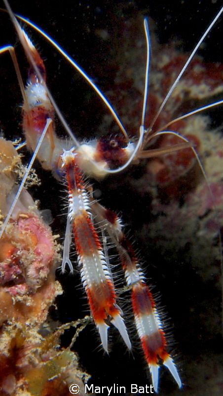 Banded Shrimp by Marylin Batt 