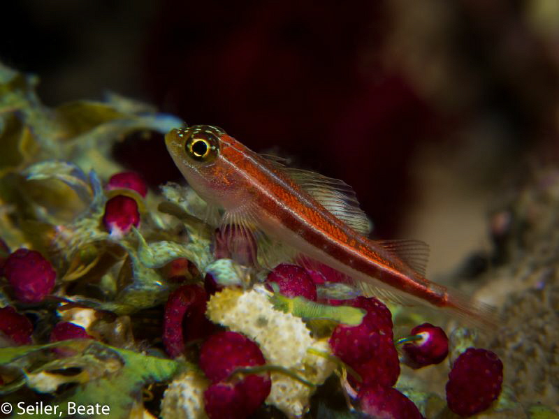 Small Blennie , taken with Canon G12 and UCL 165 by Beate Seiler 