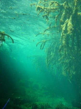 Rays of light coming through a forest of mangrove roots by Jared Fuller 