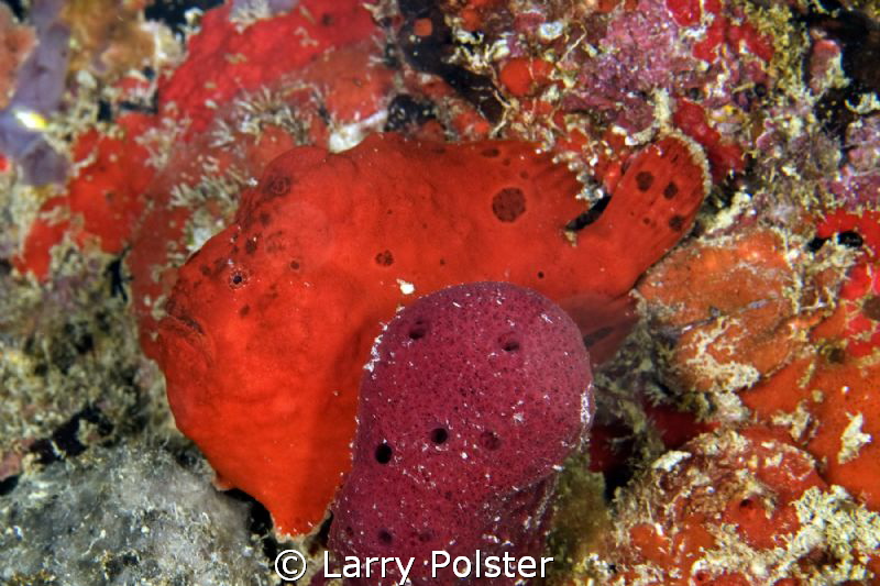 Little red frog hanging on the 9th piling, South side of ... by Larry Polster 