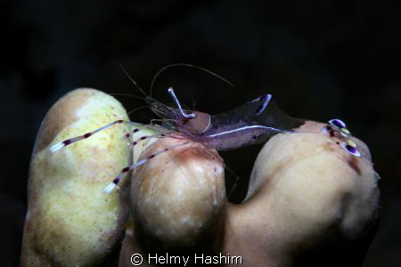 trasparente!! by Helmy Hashim 