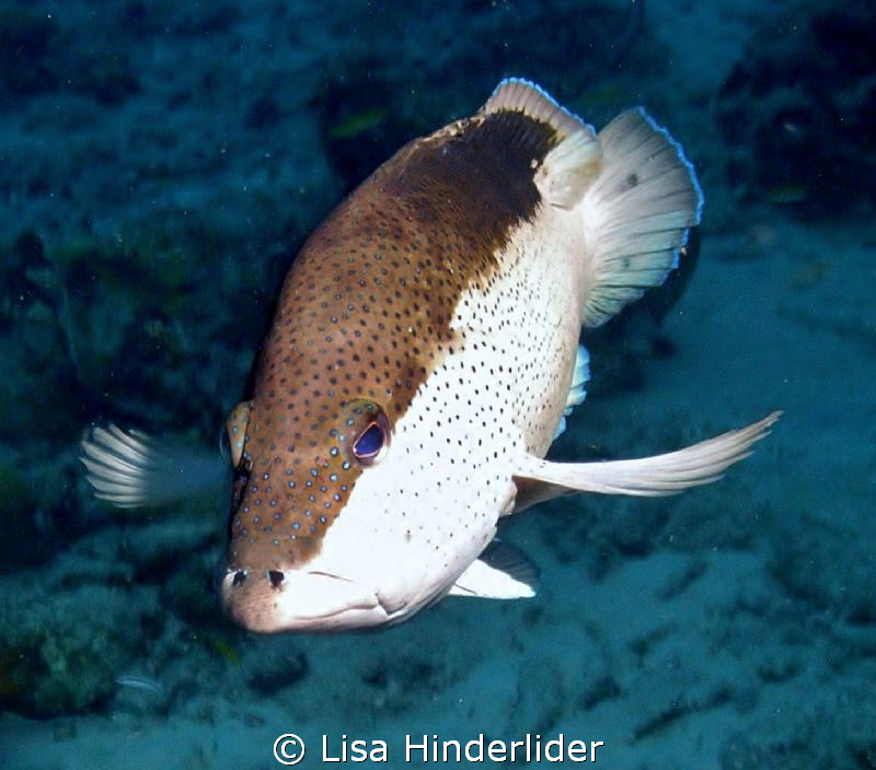 Coney Portrait by Lisa Hinderlider 