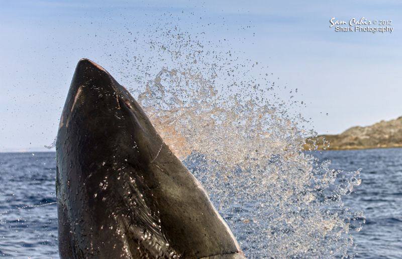 It is a widely held misconception that Great White sharks... by Sam Cahir 