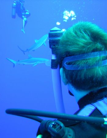 loosing a fin to curious silkys, rangiroa atoll by Laurence Hegarty 