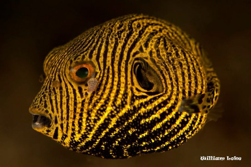 Juvenile Pufferfish by William Loke 