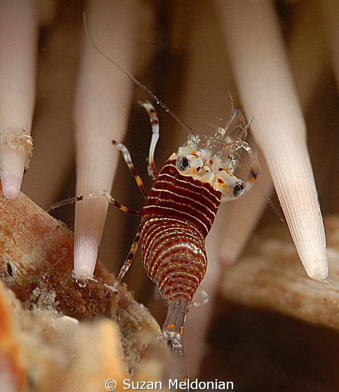 You must have eyes in back of your head!  Bumble bee shrimp- by Suzan Meldonian 