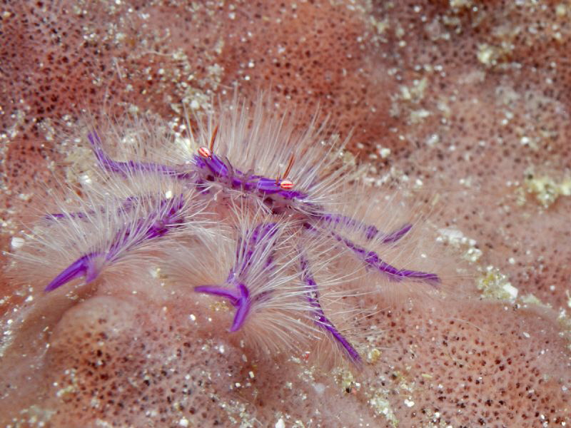 Lauriea siagiani on sponge by Alex Varani 