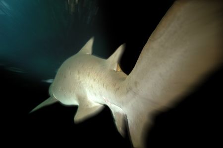 Sand Tiger Shark. Nikon D70 14mm lens by Grant Kennedy 