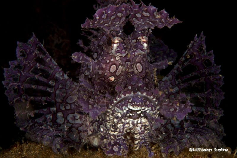 Lavender Rhinopias frondosa by William Loke 