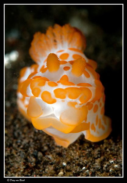 Gymnodoris-rubropapulosa... by Dray Van Beeck 