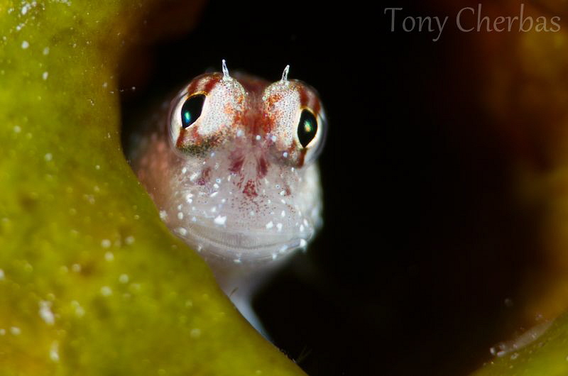 "Who's There?"
"Blenny." 
"Blenny who?"
"Blenny more w... by Tony Cherbas 