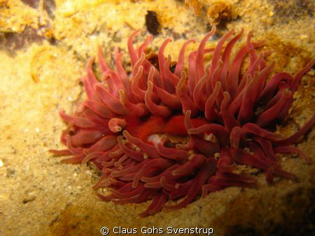 Søanemone. Billede taget ved Gl. Ålbo camping. by Claus Gohs Svenstrup 
