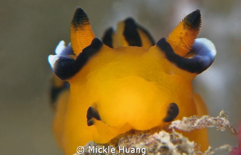Feeding Pikachu
Northeast Coast Taiwan by Mickle Huang 