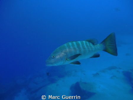 Inquisitive Pacific Dog Snapper at Pelican Rock ,october ... by Marc Guerrin 