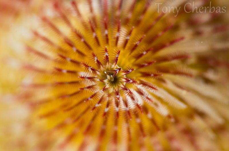 Bokeh Spirals by Tony Cherbas 