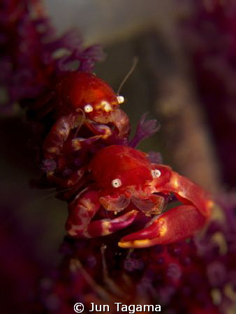Squat Lobster - Anilao, Philippines
G12 + 2x UCL165 by Jun Tagama 