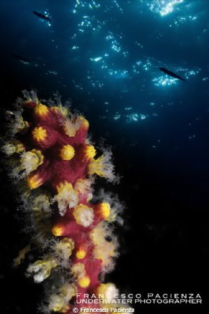 Alcyonium under the blu. by Francesco Pacienza 