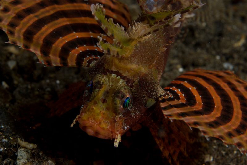 Shortfin scorpion fish, night dive,  torpedo alley, horse... by John Roach 