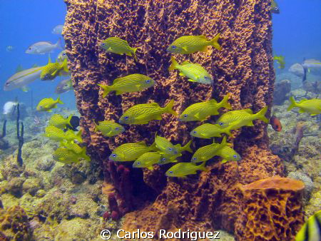 A school of French Grunts next to a Giant Barrel Sponge, ... by Carlos Rodriguez 