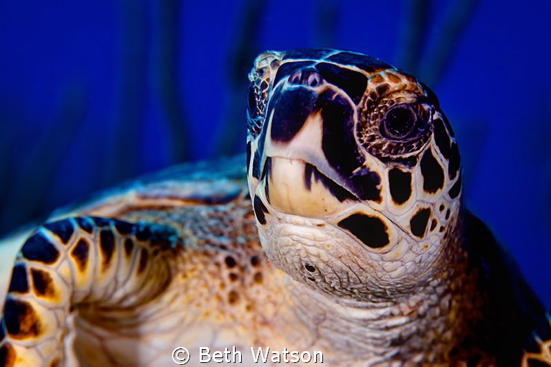 Hawsksbill Turtle by Beth Watson 