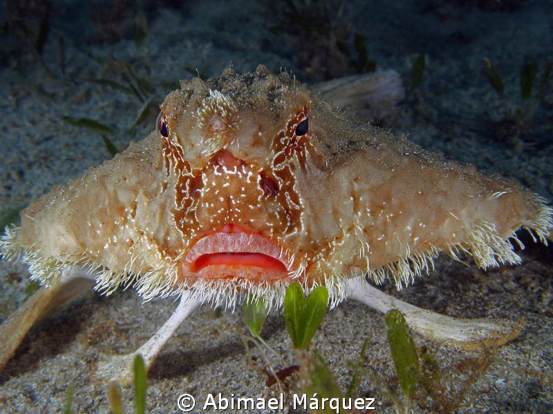 Batfish by Abimael Márquez 