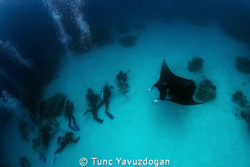 Paparazzi :) by Tunc Yavuzdogan 