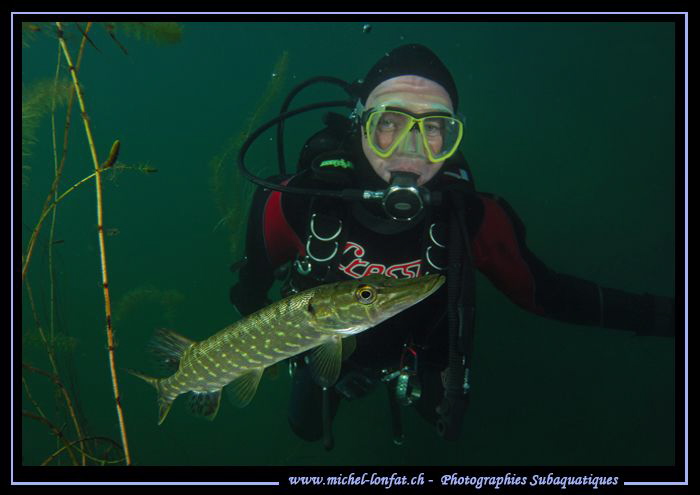 Observing a young pike fish... :O)... by Michel Lonfat 
