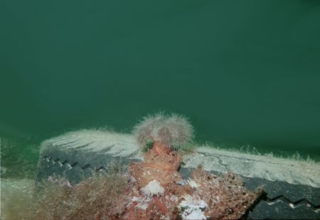 nikonos II, cheapest 100 i could find by Christopher Hamilton 