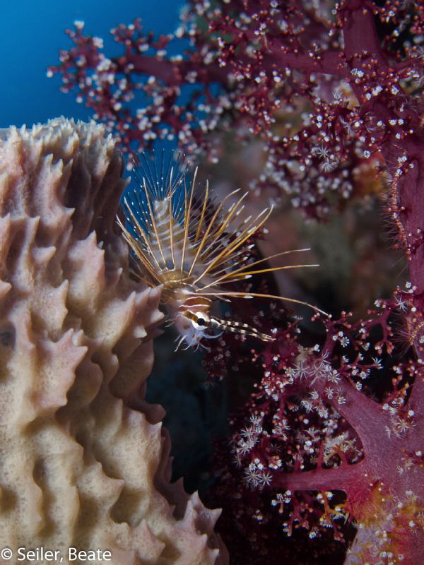 Sponge, Lionfish , Softcoral by Beate Seiler 