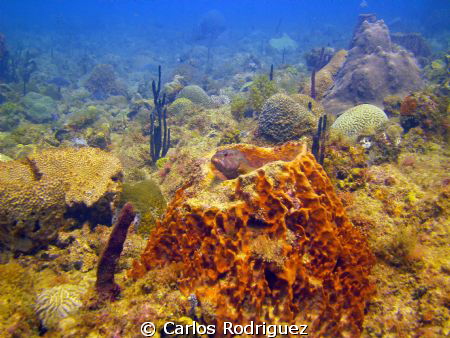 "I heard bubbles, bah just another annoying diver with a ... by Carlos Rodriguez 