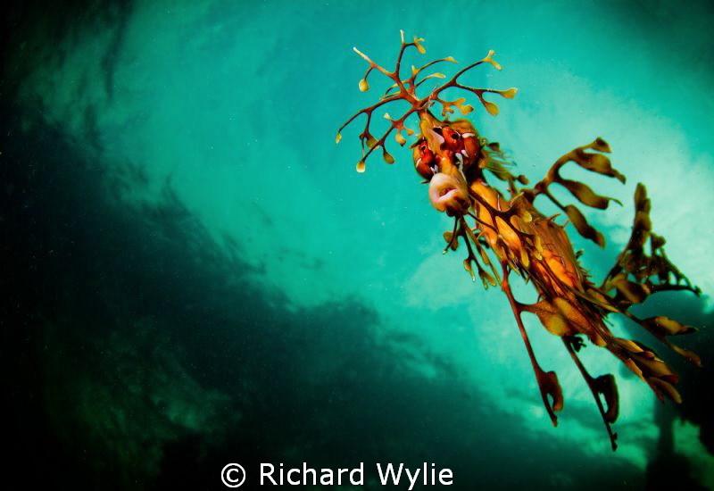 Who are you looking at? Leafy Seadragon taken off Kangaro... by Richard Wylie 