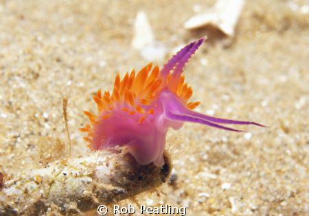 Red Lined Flabellina. Taken November 7 2011. Blairgowrie ... by Rob Peatling 