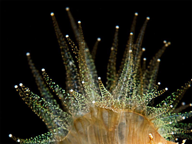 Closeup of an phylangia colony by Rico Besserdich 