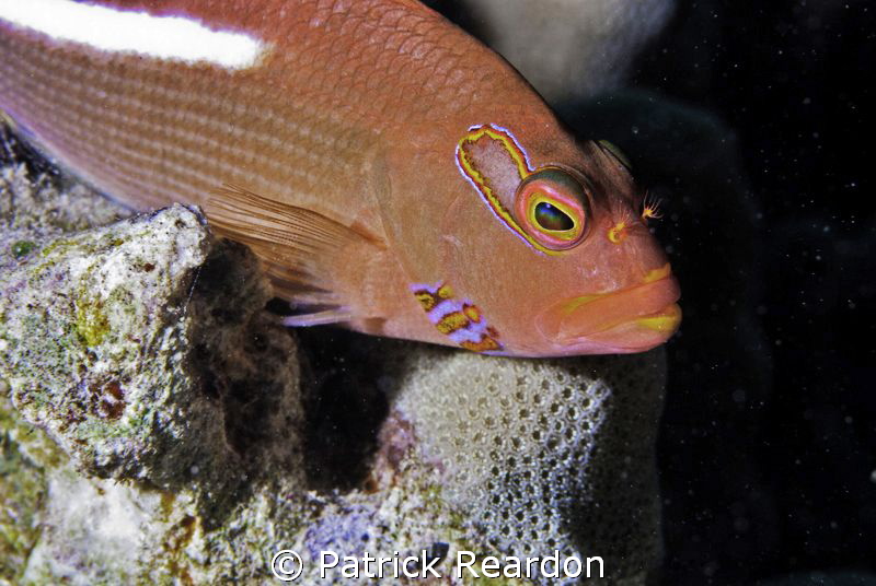 Arc-eye hawkfish. by Patrick Reardon 