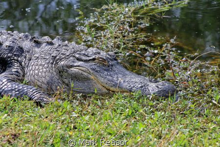 A lazy gator. by Mark Reasor 
