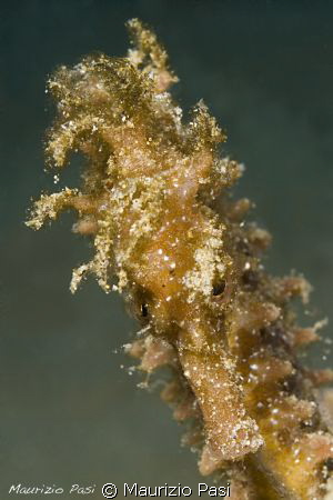 HIPPOCAMPUS RAMULOSUS
Olympus E-PL2, Panasonic 45mm macr... by Maurizio Pasi 