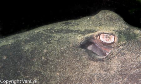 Stingray with penetrating stare . . . by Bill Van Eyk 