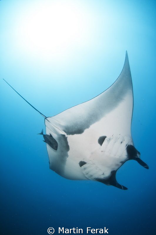 Jack n Manta by Martin Ferak 