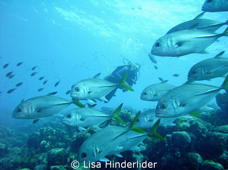 Sharon & the Jacks by Lisa Hinderlider 