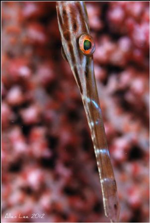 Trumpet Fish.Nikon D80,105VR,f11,1/100,YS-120*2. by Allen Lee 